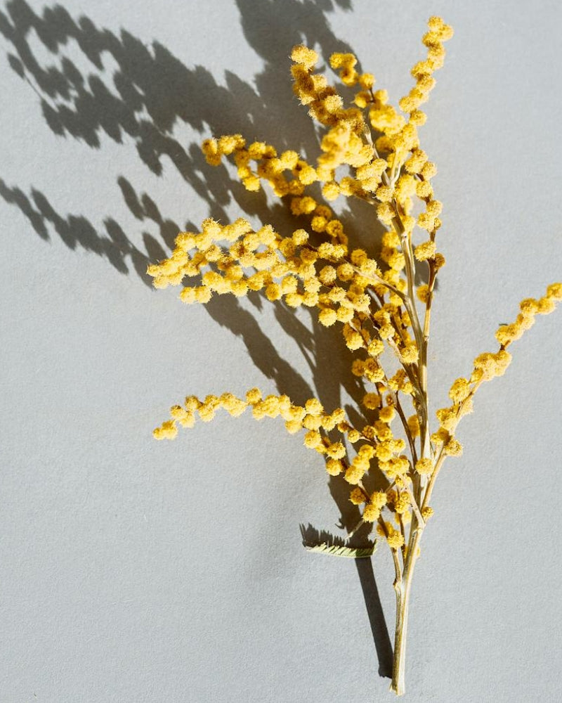 benefits of goldenrod