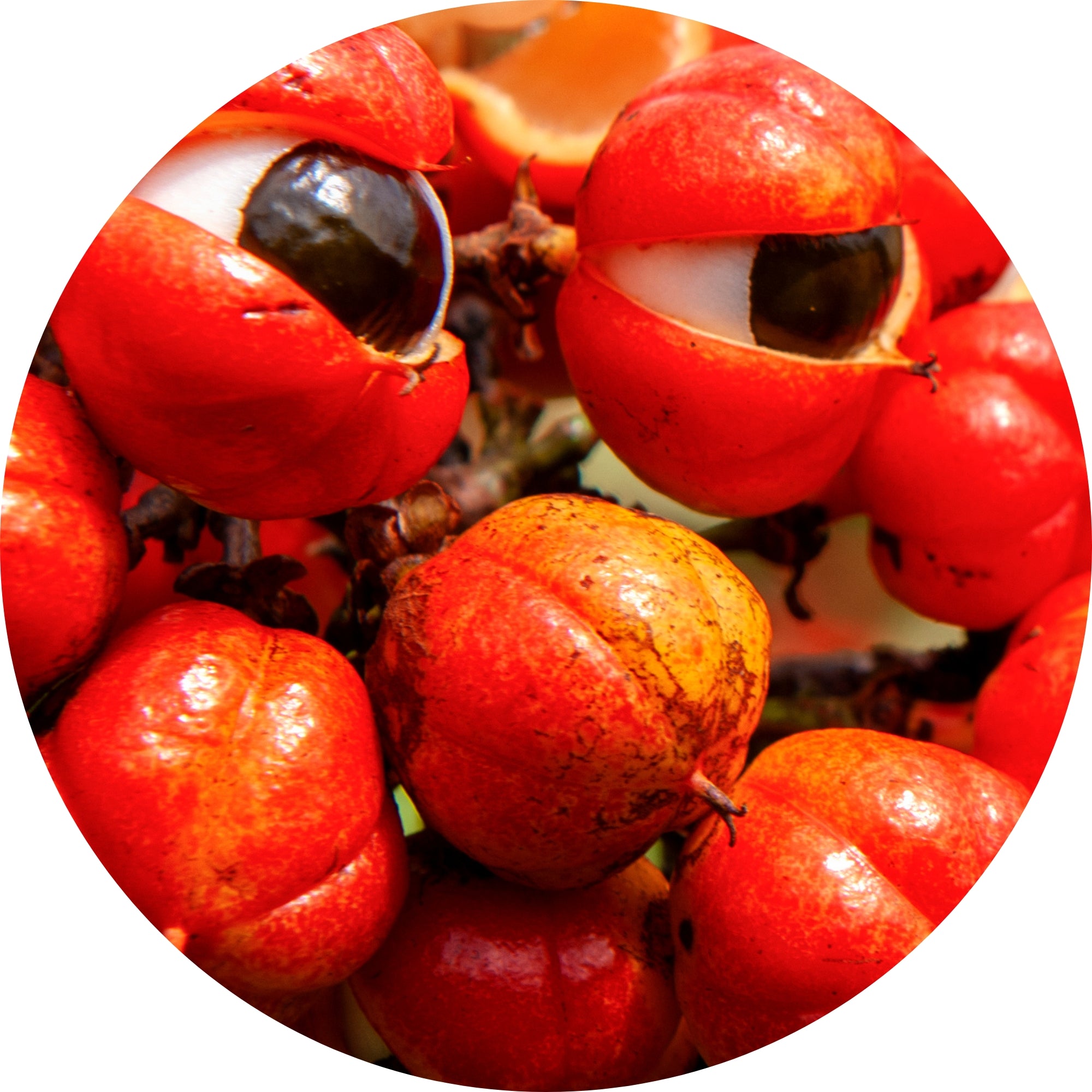 Brazilian Guarana ingredient