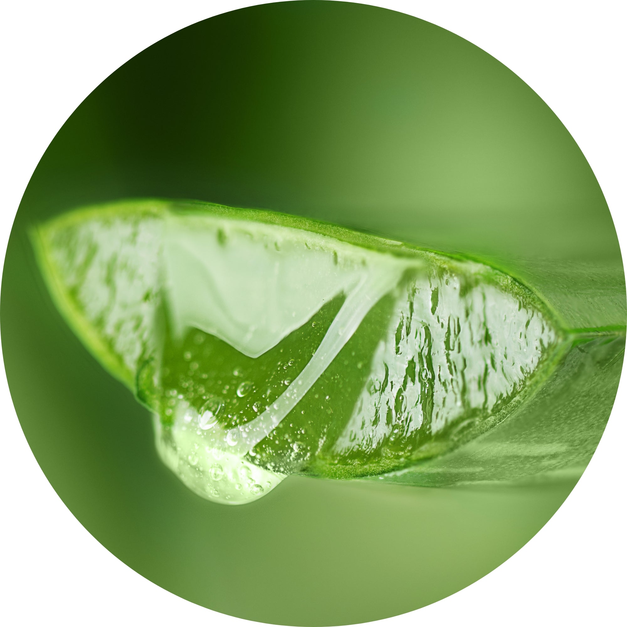 Legology Sun-Lite aloe vera ingredient