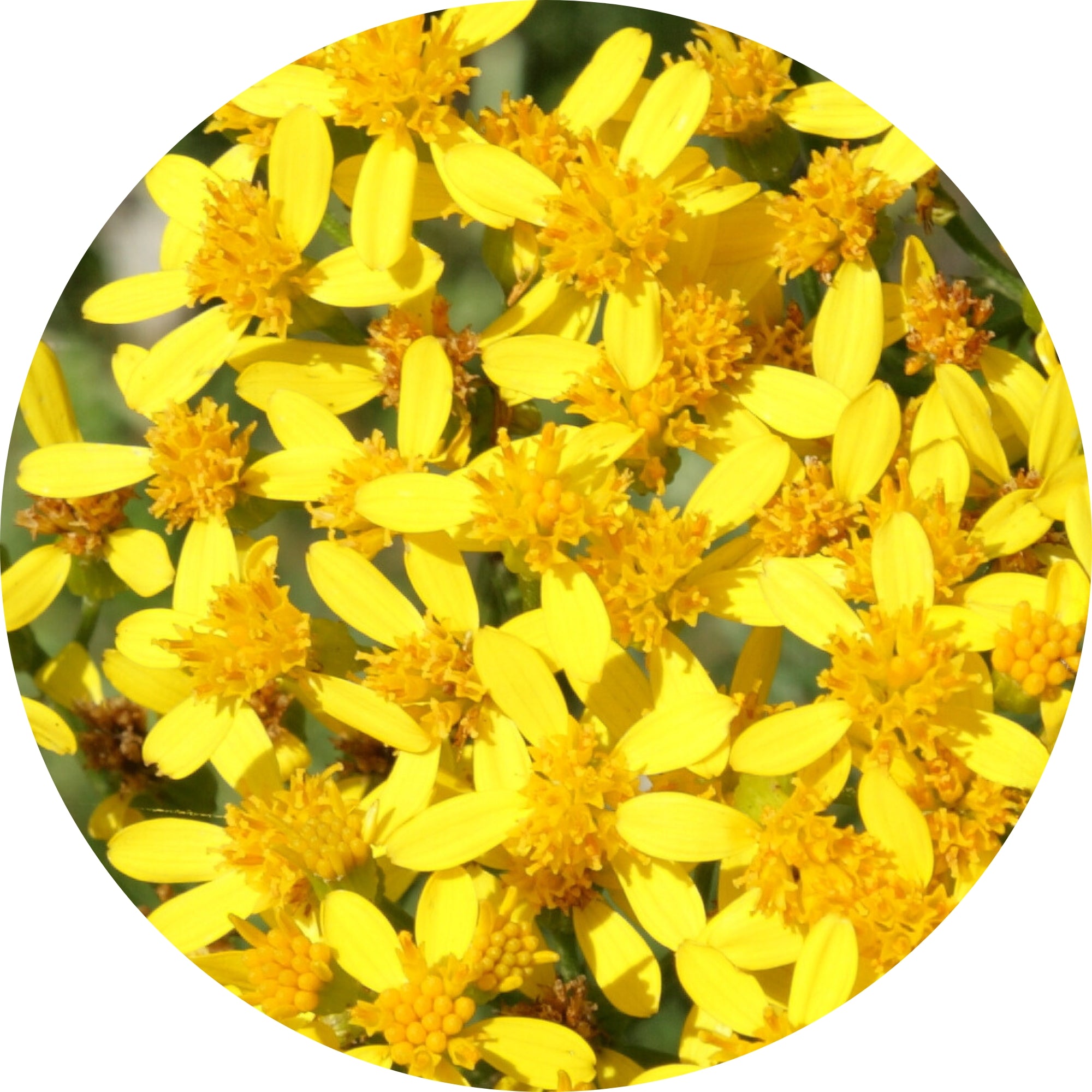 Legology Sun-Lite goldenrod ingredient