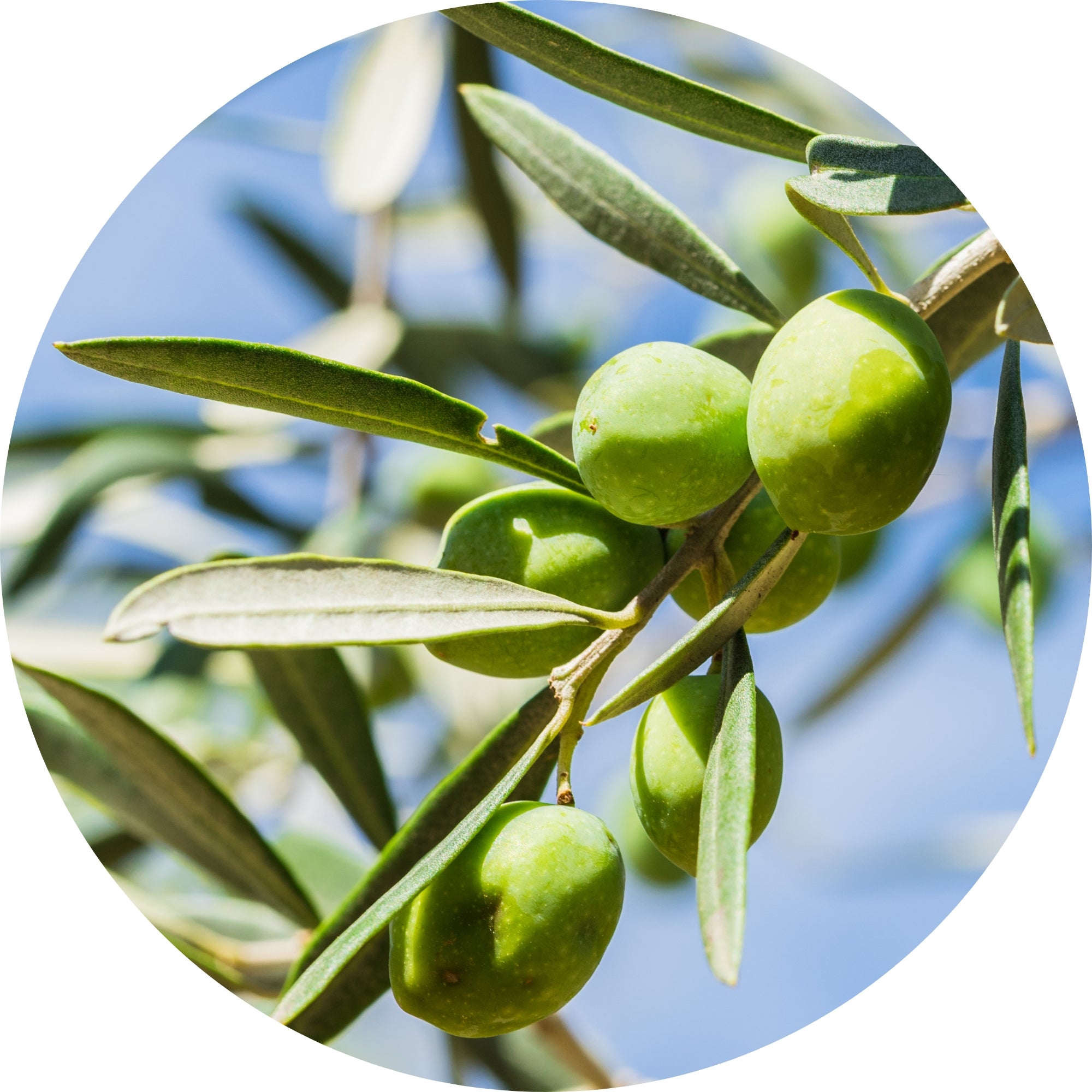 Olive Squalane ingredient