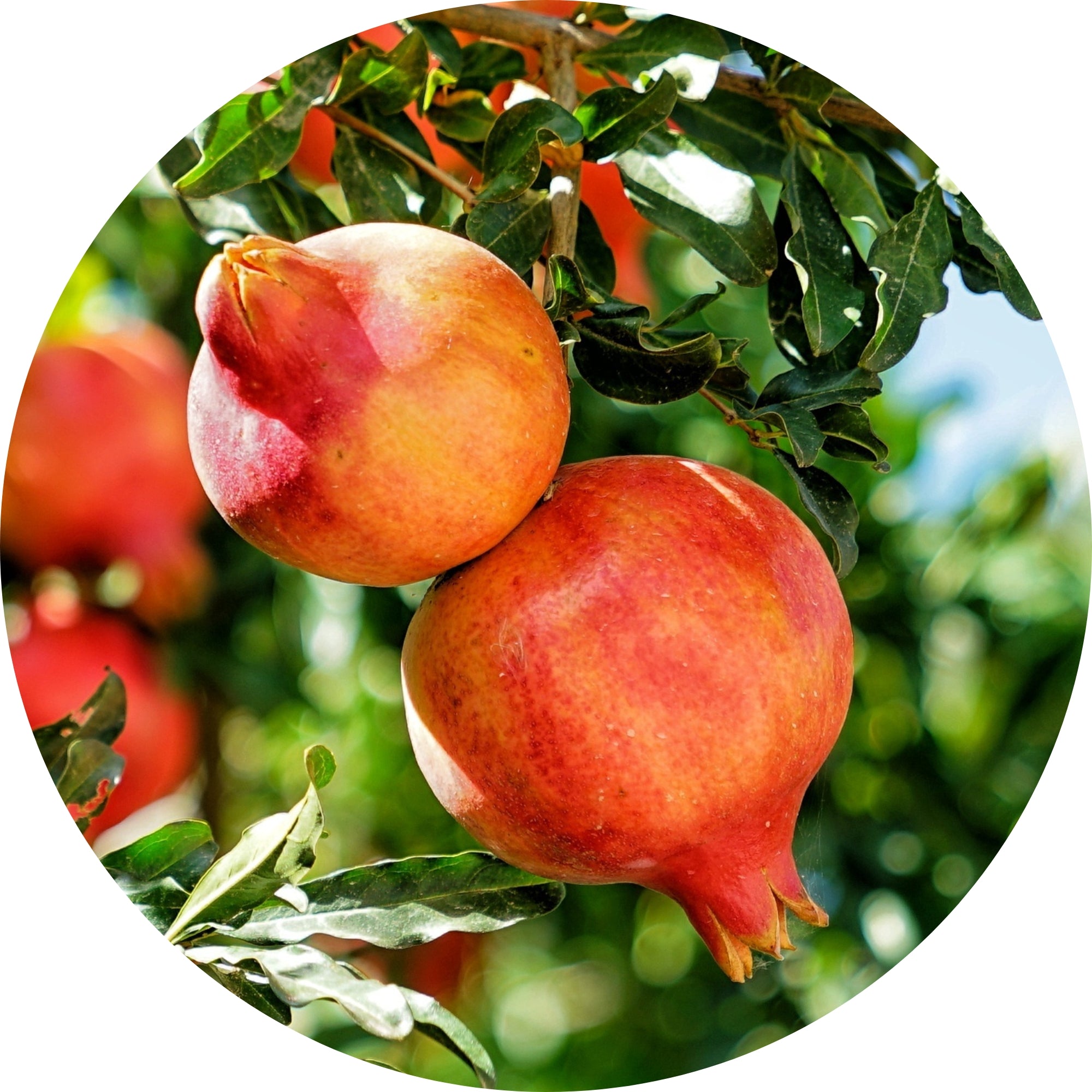 Peach Kernel Oil Ingredient