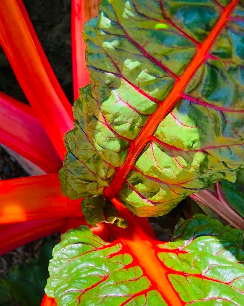 herbs cleanse your lymph