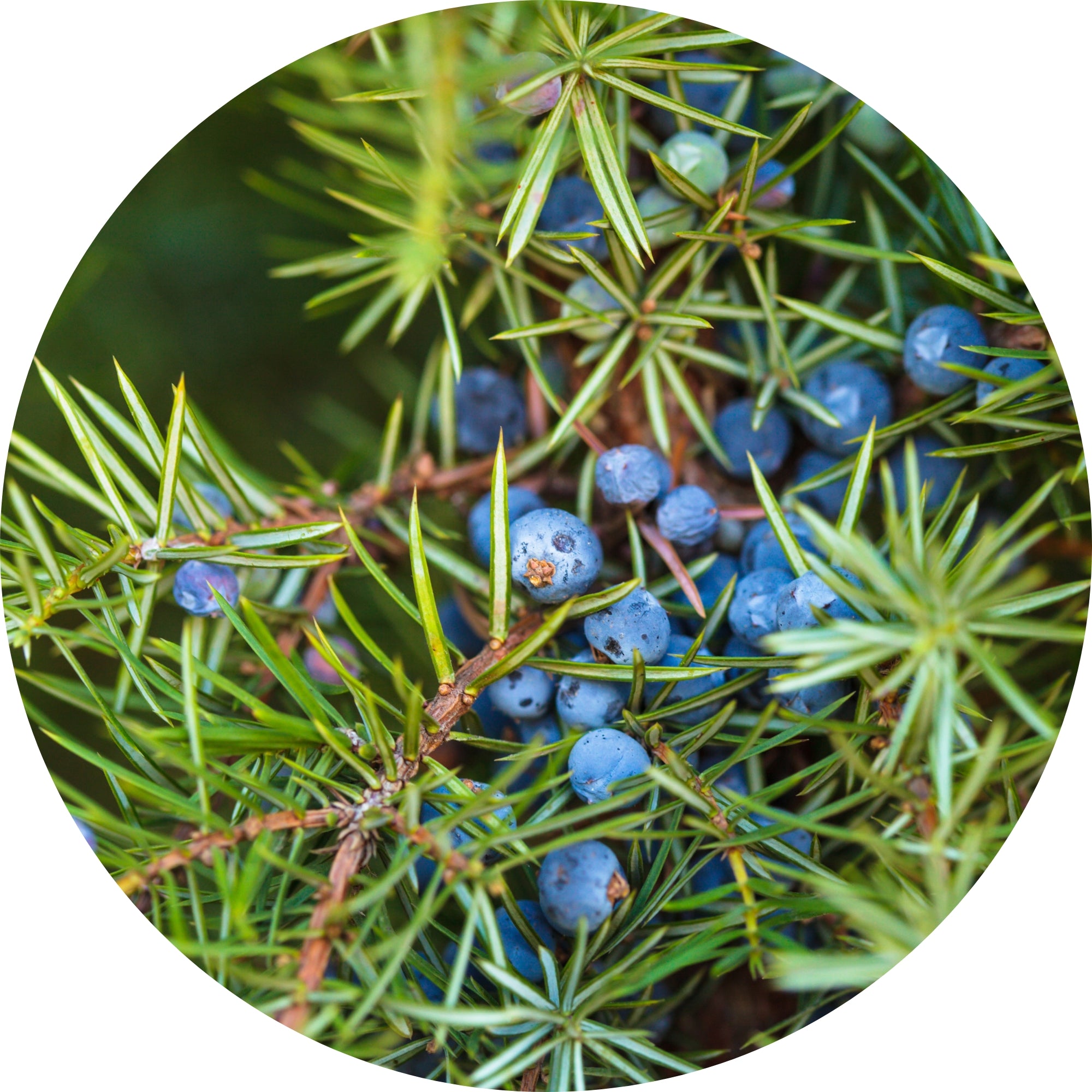Cellu-Lite juniper berry ingredient