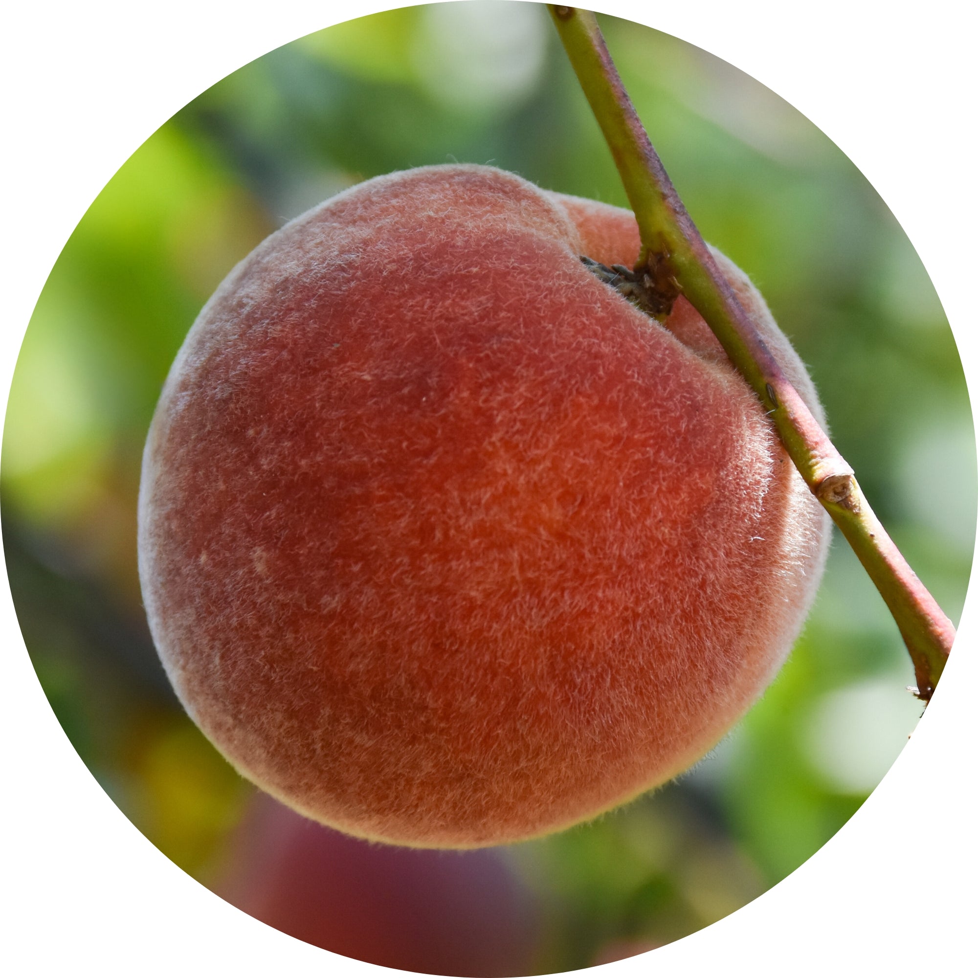 Peach-Lite peach kernel ingredient