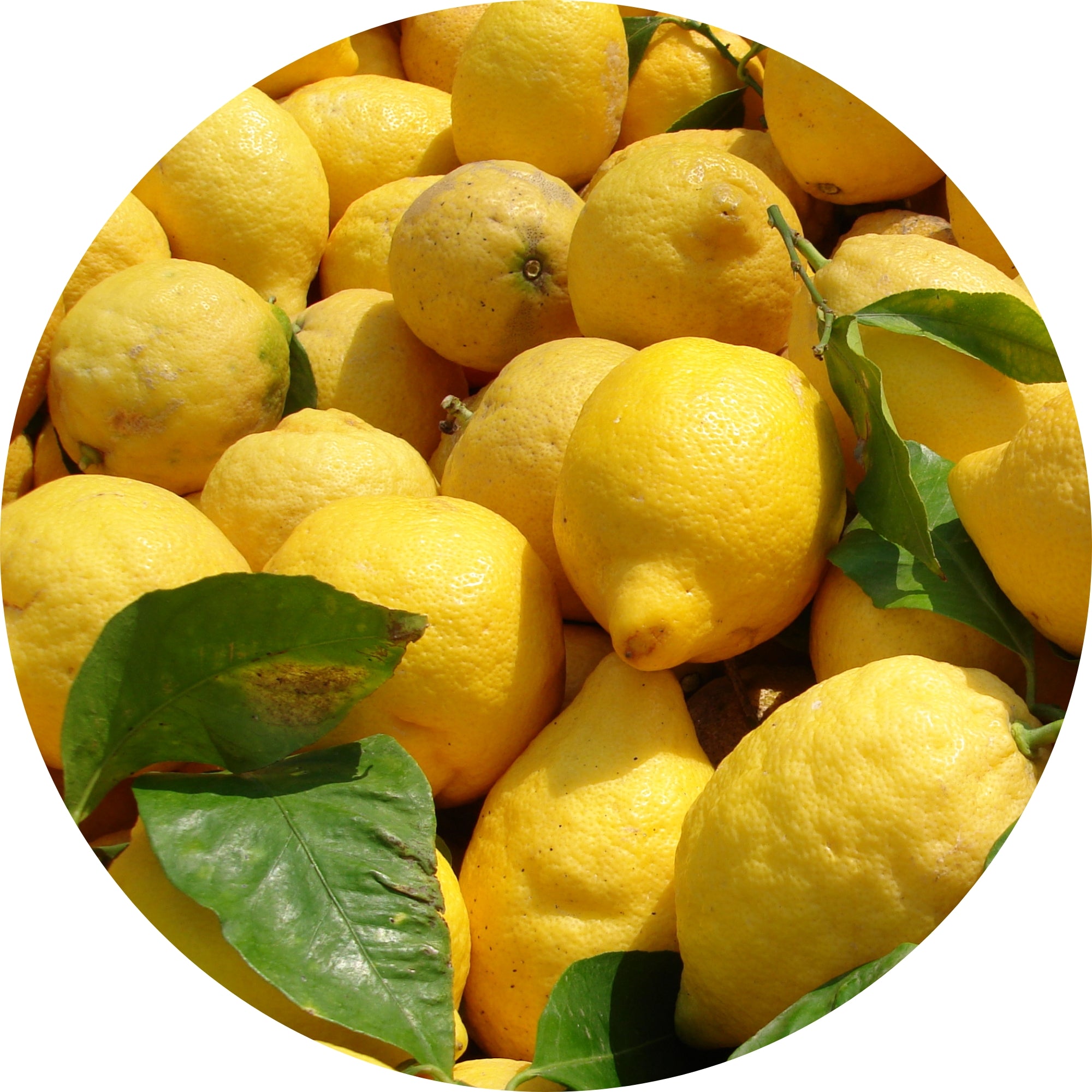 Lemon Ingredient